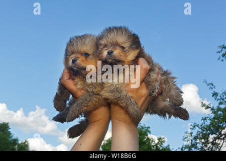 Puppies Pomeranian in his hands against the sky Stock Photo