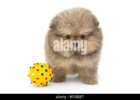 White pomeranian sale puppy ball