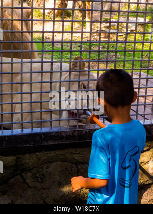 Kid feeding lioness in zoo Stock Photo