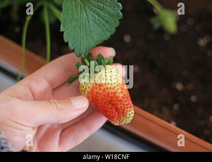 hand holding fresh unripe strawberries - half green and half red in the soil Stock Photo