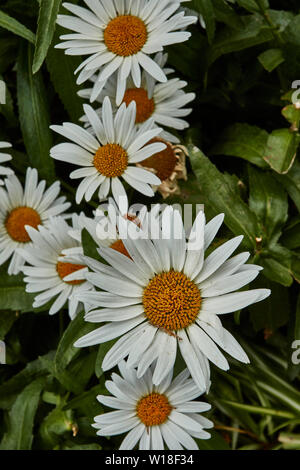 Close-up flower portrait of daisies in Funchal municipal gardens, Madeira, Portugal, European Union Stock Photo