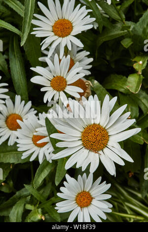 Close-up flower portrait of daisies in Funchal municipal gardens, Madeira, Portugal, European Union Stock Photo