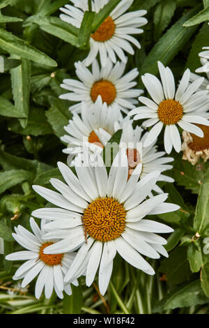 Close-up flower portrait of daisies in Funchal municipal gardens, Madeira, Portugal, European Union Stock Photo