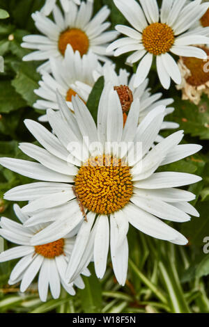 Close-up flower portrait of daisies in Funchal municipal gardens, Madeira, Portugal, European Union Stock Photo