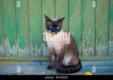 Beautiful blue-eyed cat in a collar, sitting against a wooden wall in the country Stock Photo