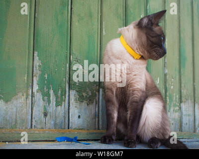 Beautiful blue-eyed cat in a collar, sitting against a wooden wall in the country Stock Photo