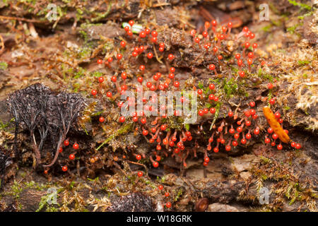 Slime Mold (Trichia decipiens) fruiting bodies grow on a rotting tree. Stock Photo