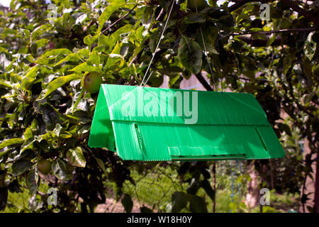 CODLING MOTH TRAP HANGING IN APPLE TREE Stock Photo