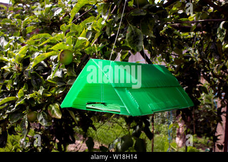 https://l450v.alamy.com/450v/w18h14/codling-moth-trap-hanging-in-apple-tree-shows-trapped-moths-w18h14.jpg