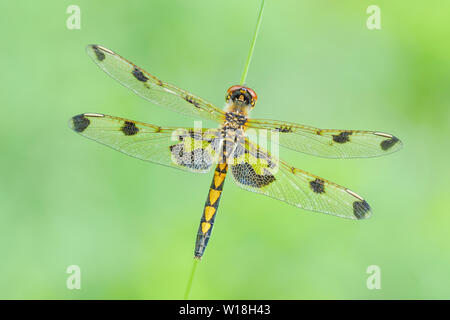 A female Calico Pennant (Celithemis elisa) perches motionless in the early morning. Stock Photo