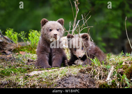 Two little brown bear cub in summer forest Stock Photo - Alamy
