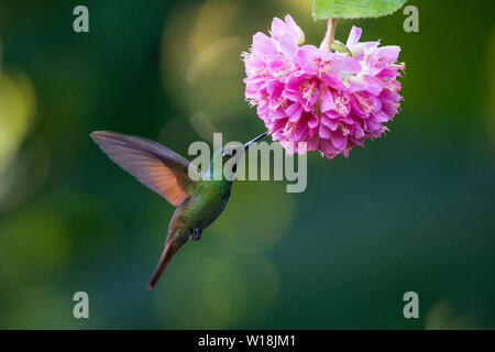 A male Brazilian Ruby (Clytolaema rubricauda) visiting a garden flower in the Atlantic Rainforest of SE Brazil Stock Photo