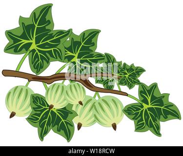 Branch with berry gooseberry on white background is insulated Stock Vector