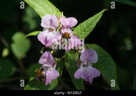 Flowers of the Himalayan Balsam (Impatiens glandulifera). Stock Photo