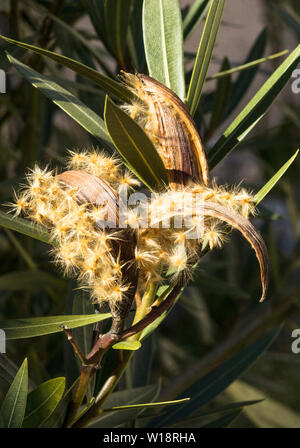 The seed pod and fluffy seeds of the Oleander.(Nerium oleander cv.Charles Murcott).All parts of this very colourfull shrub are poisonous. Stock Photo