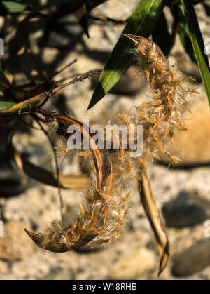 The seed pod and fluffy seeds of the Oleander.(Nerium oleander cv.Charles Murcott).All parts of this very colourfull shrub are poisonous. Stock Photo