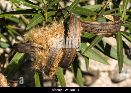 The seed pod and fluffy seeds of the Oleander.(Nerium oleander cv.Charles Murcott).All parts of this very colourfull shrub are poisonous. Stock Photo