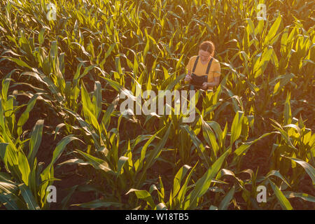 Agronomist farmer woman using tablet computer in corn field. Aerial view of female farm worker in maize plantation with modern technology app analyzin Stock Photo