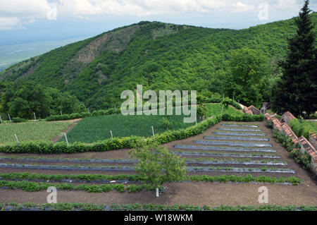 Nunnery Bodbe (4th-8th century) in Georgia (Kakheti) - monastery garden, recorded on 21.05.2019 | usage worldwide Stock Photo