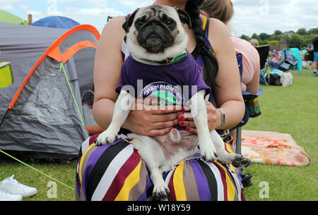 London, UK. 01st July, 2019. PUG IN WIMBLEDON T-SHIRT IN QUEUE  WIMBLEDON SUNDAY QUEUE  THE WIMBLEDON CHAMPIONSHIPS 2019  THE ALL ENGLAND TENNIS CLUB, WIMBLEDON, LONDON, ENGLAND  30 June 2019  DIF20256     THE ALL ENGLAND TENNIS CLUB, WIMBLEDON, LONDON, ENGLAND 2019 Credit: Allstar Picture Library/Alamy Live News Stock Photo