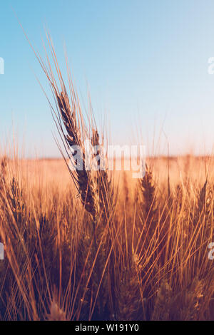 Ripe ears of wheat in cultivated agricultural field in summer sunset Stock Photo