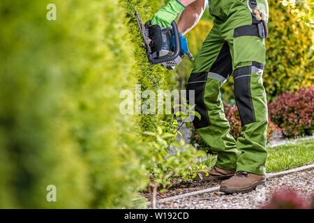 Caucasian Gardener Trimming Green Thuja Wall Using Gasoline Shrub Trimmer. Gardening Theme. Stock Photo