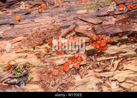 Eyelash Cup (Scutellinia sp.) fungus grows on decaying wood. Stock Photo