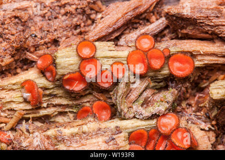 Eyelash Cup (Scutellinia sp.) fungus grows on decaying wood. Stock Photo