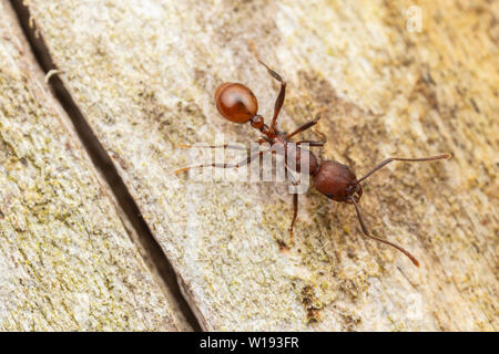 An overhead view of a Spine-waisted Ant (Aphaenogaster tennesseensis) Stock Photo