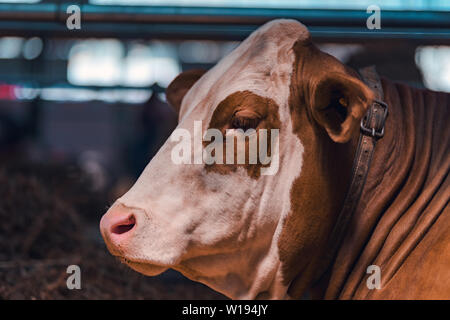 Red holstein bull head portrait, male animal on dairy farm Stock Photo