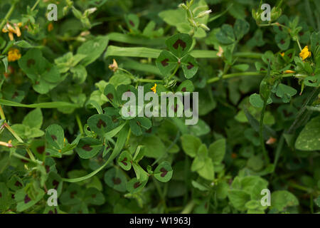 Medicago arabica Stock Photo