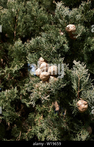 Cupressus sempervirens Stock Photo