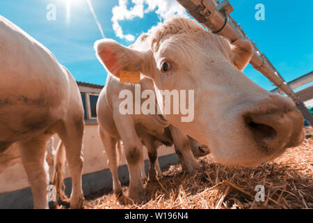 White cow on livestock dairy farm looking at camera Stock Photo