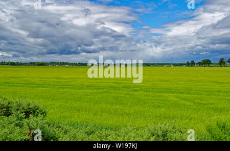 RIVER FINDHORN  SCOTLAND EARLY SUMMER GREEN BARLEY FIELDS GROWING ALONGSIDE THE RIVER Stock Photo