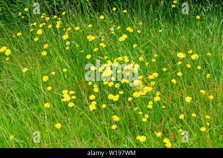 RIVER FINDHORN SCOTLAND WILD FLOWERS IN SUMMER THE YELLOW FLOWERS OF SMOOTH HAWKS-BEARD Crepis capillaris AMONGST SUMMER GRASSES Stock Photo