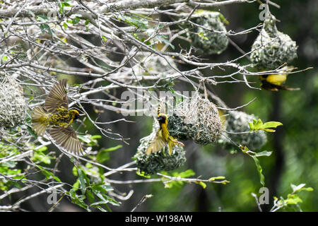 Male Southern Mask weavers fluttering and nesting in beautiful green thickets in the Kruger National Park Stock Photo