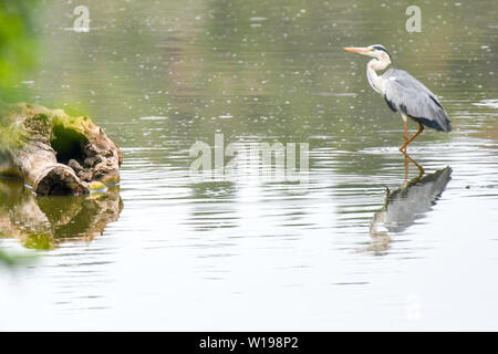 A blue Heron wading in fresh water waiting to find fish to dart. A lovely reflection of the bird in still waters Stock Photo