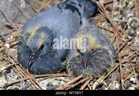 Baby pigeons in nest on balcony Stock Photo