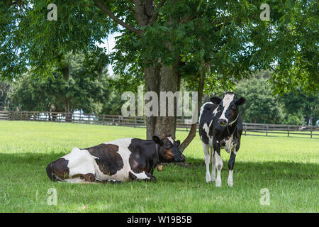 Farmland Black & White Cows under shade tree in Weirsdale, Florida USA Stock Photo