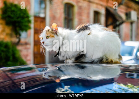 Tricolored cat sits on the car roof on a tree background Stock Photo