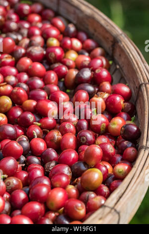 Close up of red berries coffee beans in basket Stock Photo