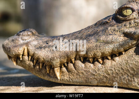 Close-up head of a crocodile Stock Photo