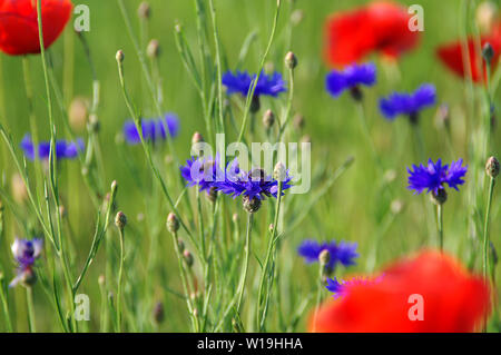 Bee on flower. Poppies in the meadow. Blooming field flowers among grasses. Stock Photo