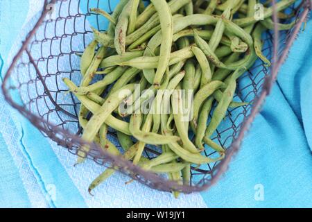 Fresh green beans in a basket Stock Photo