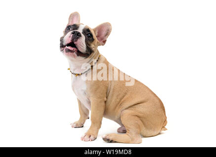 cute french bulldog sitting isolated on white background, pet and animal concept Stock Photo