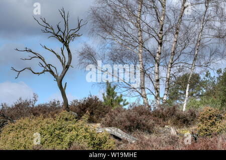 The nature reserve Lueneburg Heath is a landscape with many faces and has a very special charm in the spring. Stock Photo