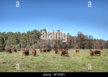 A herd of Wilseder red cattle, a cross between highland and shorthorn cattle, which are used for the care of the landscape in the Lüneburger heath. Stock Photo