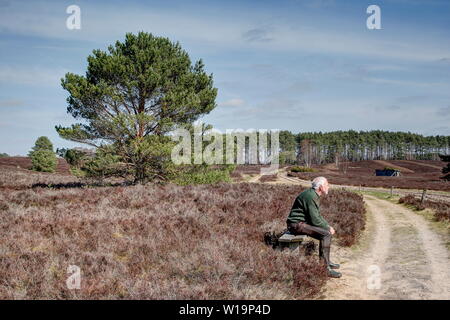 A hiker takes a break on a wooden bench in the Lueneburg Heath. The nature reserve is an ideal hiking area. Well marked trails lead through the heath. Stock Photo