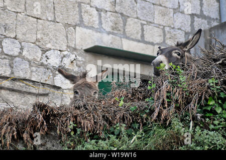 Donkeys in Dol village, Brac Island, Croatia Stock Photo
