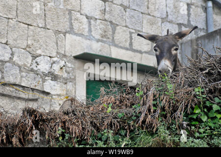 Donkeys in Dol village, Brac Island, Croatia Stock Photo